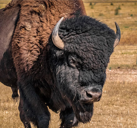 Bull - male buffalo