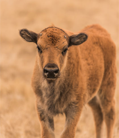 Calf - baby buffalo