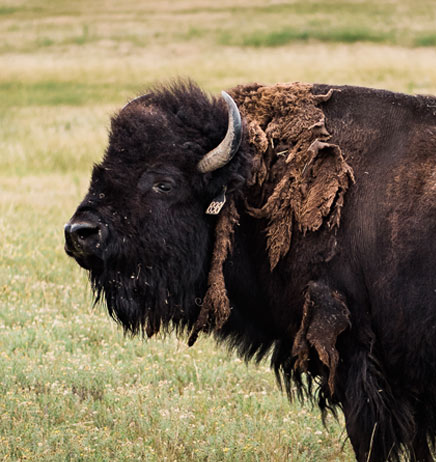 Cow - female buffalo