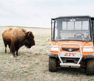 Bison