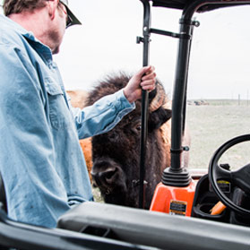 Tractor on buffalo farm