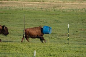 Bison running with tub on his head