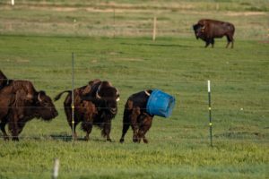 Bison running with tub