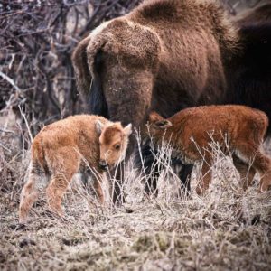 Bison from Lucky 8 Ranch