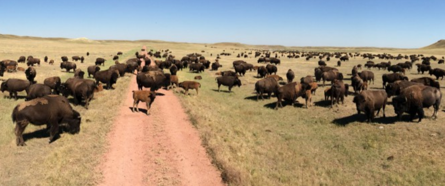 2022 Fall Ranch Tour & Social Rocky Mountain Bison Association