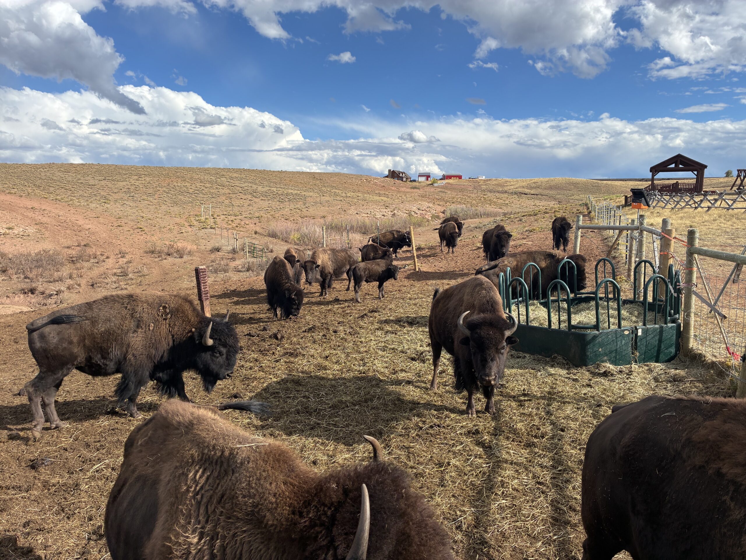bison pic 4