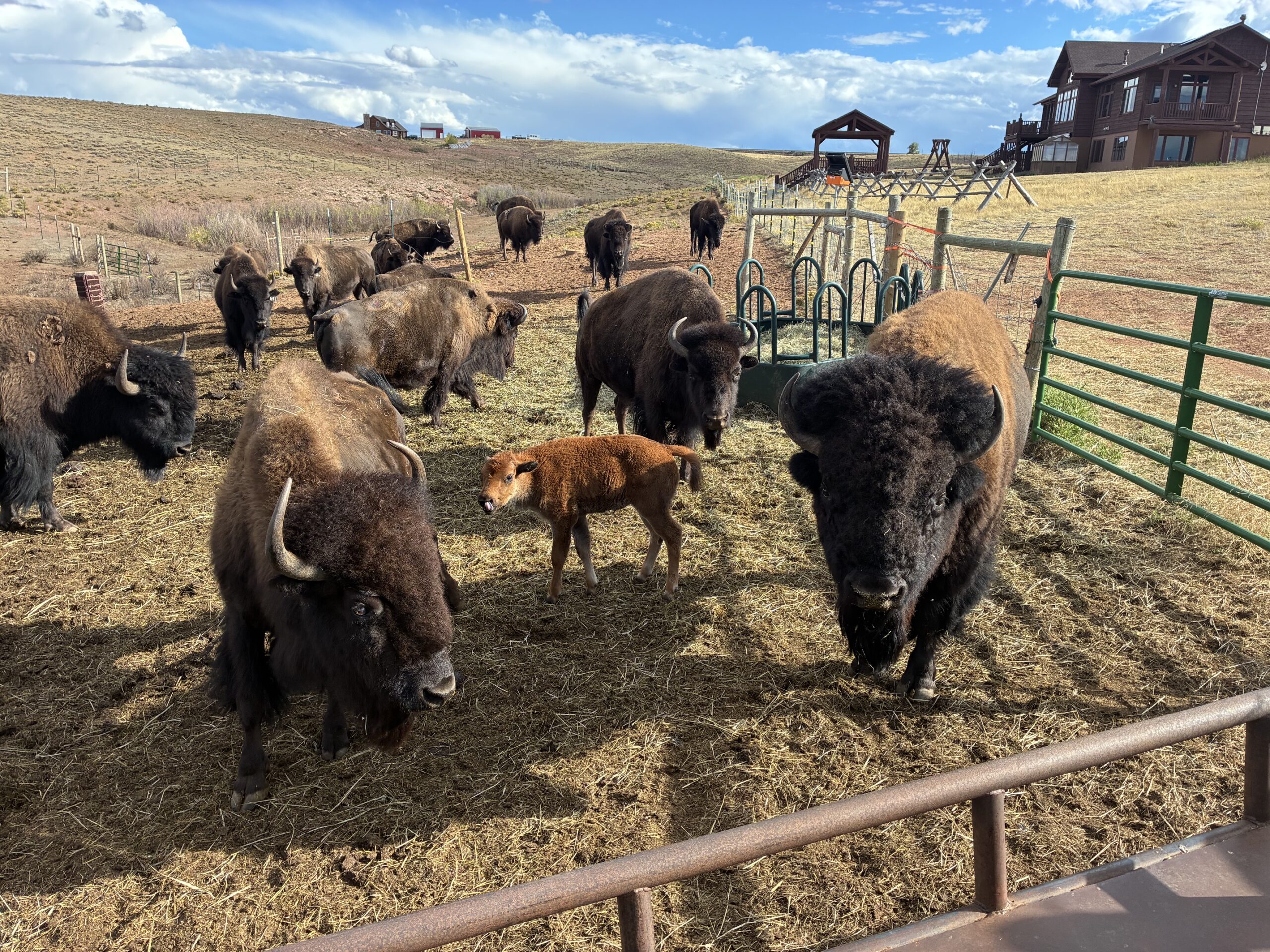 bison pic 7