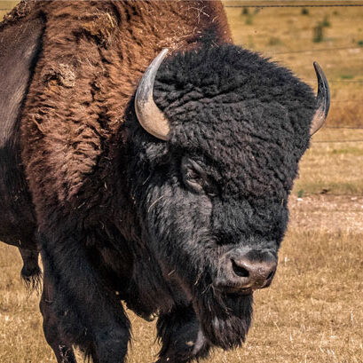 Bull - male buffalo