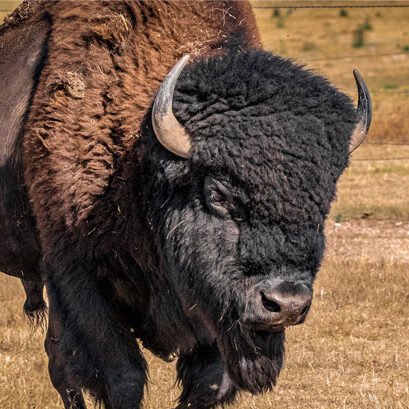 bull-male-buffalo Bull - male buffalo