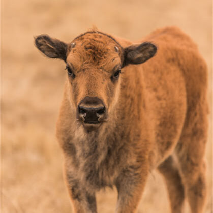 Calf - baby buffalo