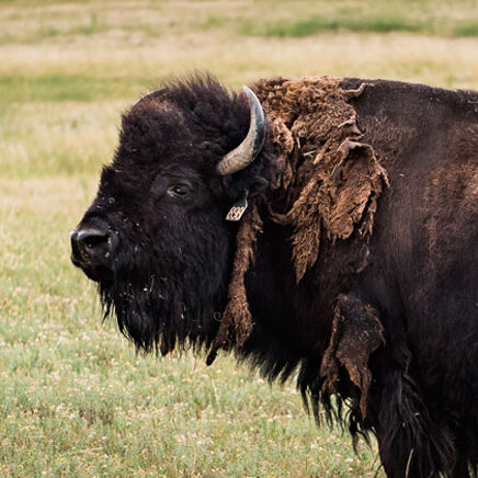 Cow - female buffalo