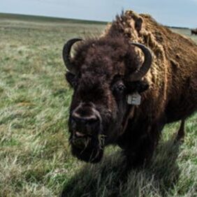 Buffalo